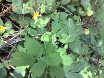 Chelidonium majus